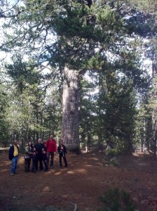 500-years old pine tree