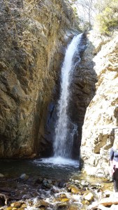 Myllomeris-slightly-lighter