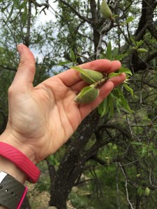Almond-fresh-fruit-May15