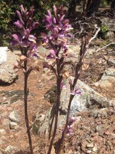 Orchid-or-Asparagus-flower
