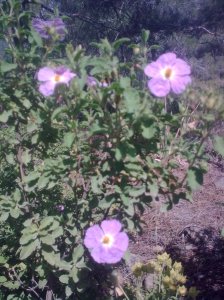 Rock-rose-xistarka-Mahairas-May15