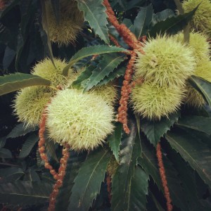 Chestnut fruits