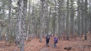 CY-Stroll-Troodos-AtalantiTrail-forest-rear