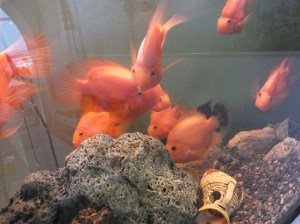 Monte Carlo goldfish