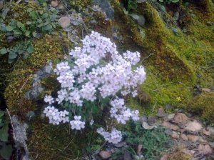 Arabis purpurea-dakria tis Panagias