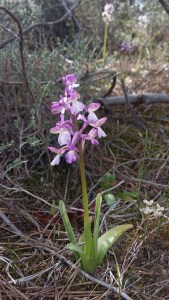 Orchid-16-03-06-Delikipos