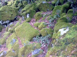 Carpet-of-moss