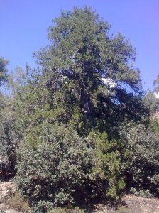 Juniper, 500 years, 16 metres, 142cm perimeter